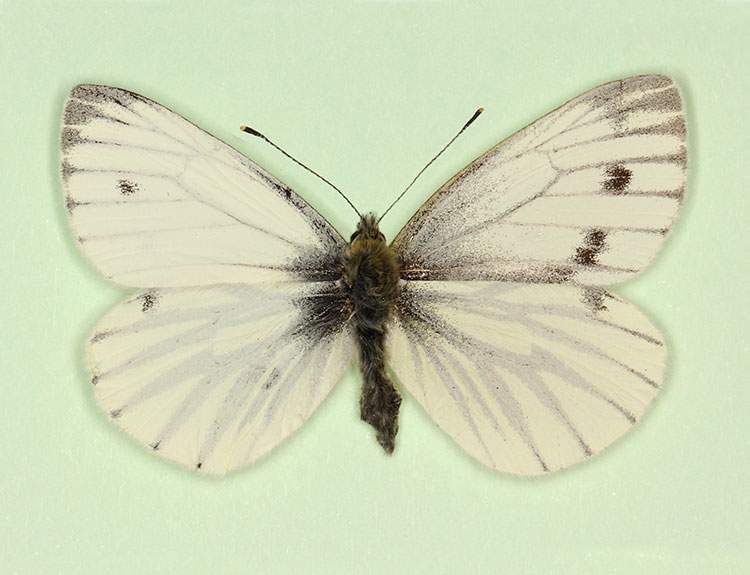 Pieris napi (gynandromorph 2) (Internet Image property of respective owner, non-commercial use only)